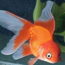 CorrFlow generated image of goldfish