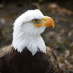 CorrFlow generated image of bald eagle