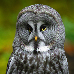 CorrFlow generated image of great grey owl