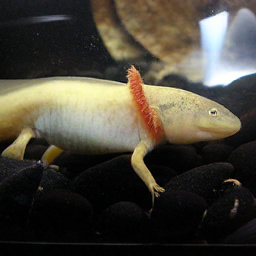 CorrFlow generated image of axolotl