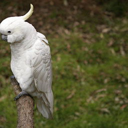 CorrFlow generated image of sulphur-crested cockatoo