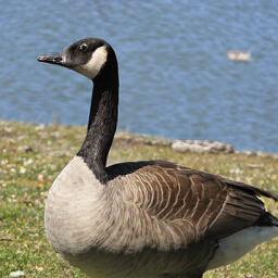 CorrFlow generated image of goose