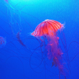 CorrFlow generated image of jellyfish