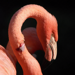 CorrFlow generated image of flamingo