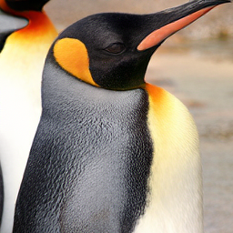 CorrFlow generated image of king penguin