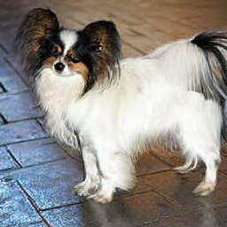 CorrFlow generated image of papillon