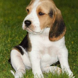 CorrFlow generated image of beagle