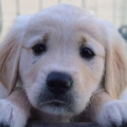 CorrFlow generated image of golden retriever