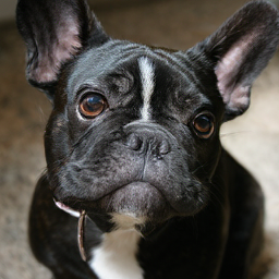 CorrFlow generated image of french bulldog
