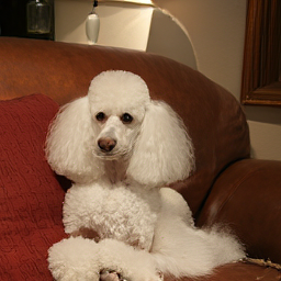 CorrFlow generated image of miniature poodle