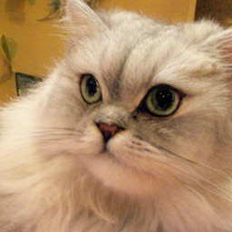 CorrFlow generated image of persian cat