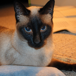CorrFlow generated image of siamese cat