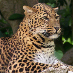 CorrFlow generated image of leopard