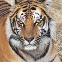 CorrFlow generated image of tiger