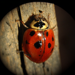 CorrFlow generated image of ladybug