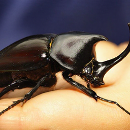 CorrFlow generated image of rhinoceros beetle
