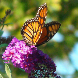 CorrFlow generated image of monarch butterfly