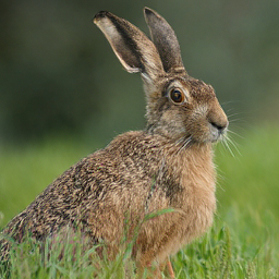 CorrFlow generated image of hare