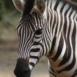 CorrFlow generated image of zebra