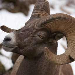 CorrFlow generated image of ram