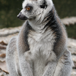 CorrFlow generated image of ring-tailed lemur
