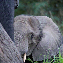 CorrFlow generated image of african elephant