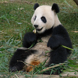 CorrFlow generated image of giant panda
