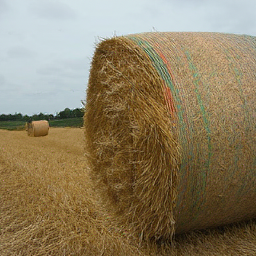 CorrFlow generated image of hay