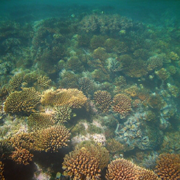 CorrFlow generated image of coral reef