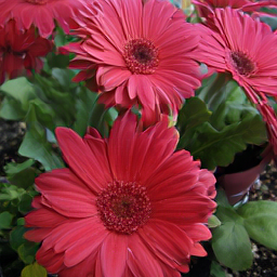 CorrFlow generated image of daisy