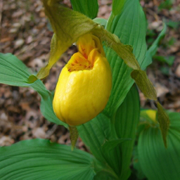 CorrFlow generated image of yellow lady's slipper